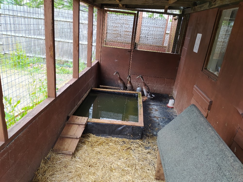 This is a picture of the duck coop, it is a rectangular coop made from dark wood and wire fencing mesh to give the ducks lots of light and fresh air. There are three runner ducks in the picture at the far end of the coop. Just in front of the ducks, between the viewer and the duck it a small swimming pool with a walkway up the side for the ducks to get into the water easily. There is some straw on the floor.