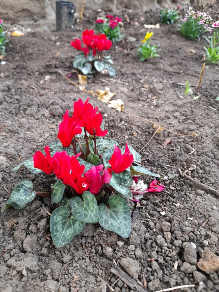 Close up of red flowers in the soil that have recently been planted at Enablement Care