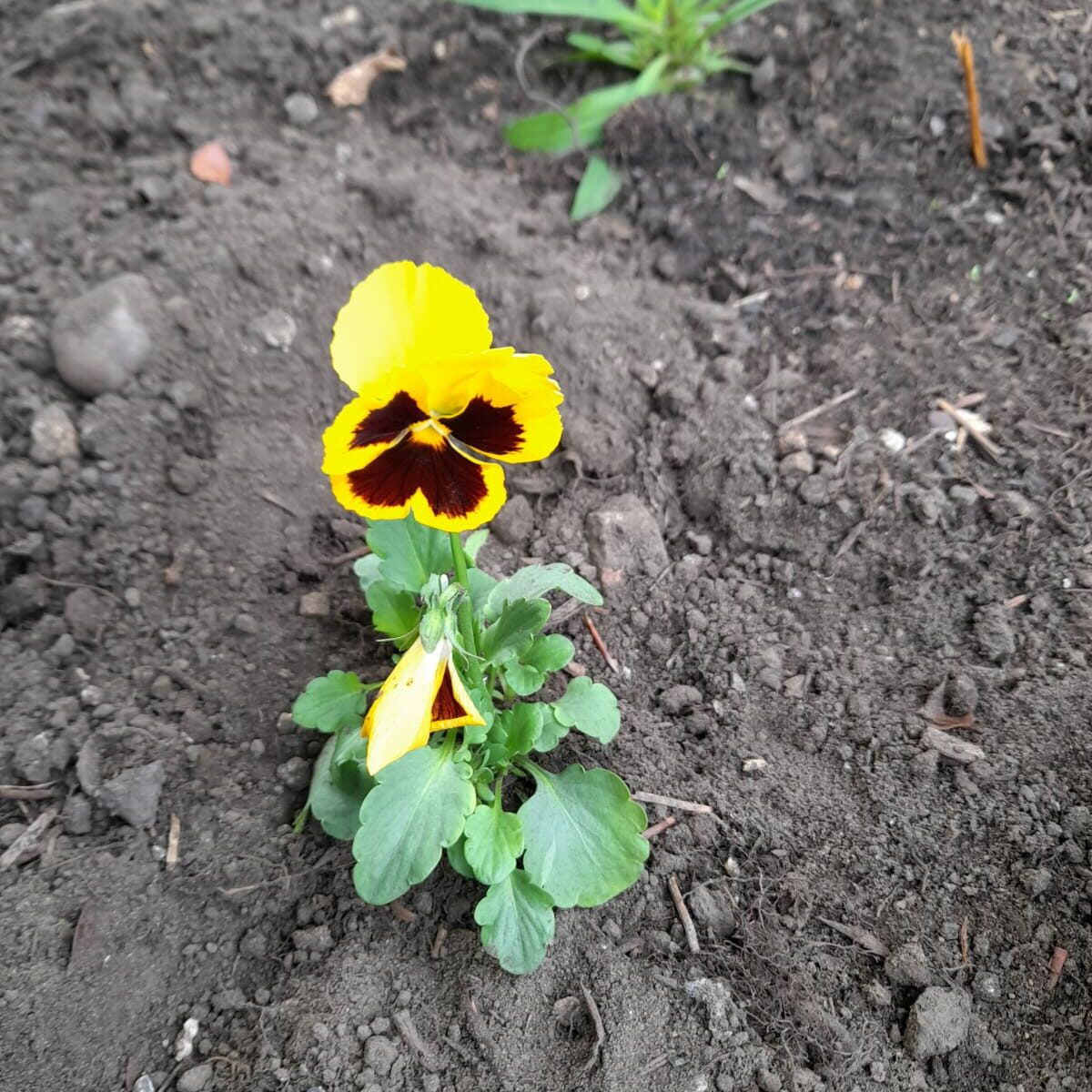 A close-up of a freshly planted yellow pansy with deep maroon markings at its center, set in dark soil. In the background, another purple flower peeks into the frame, adding a touch of colour to the garden bed.