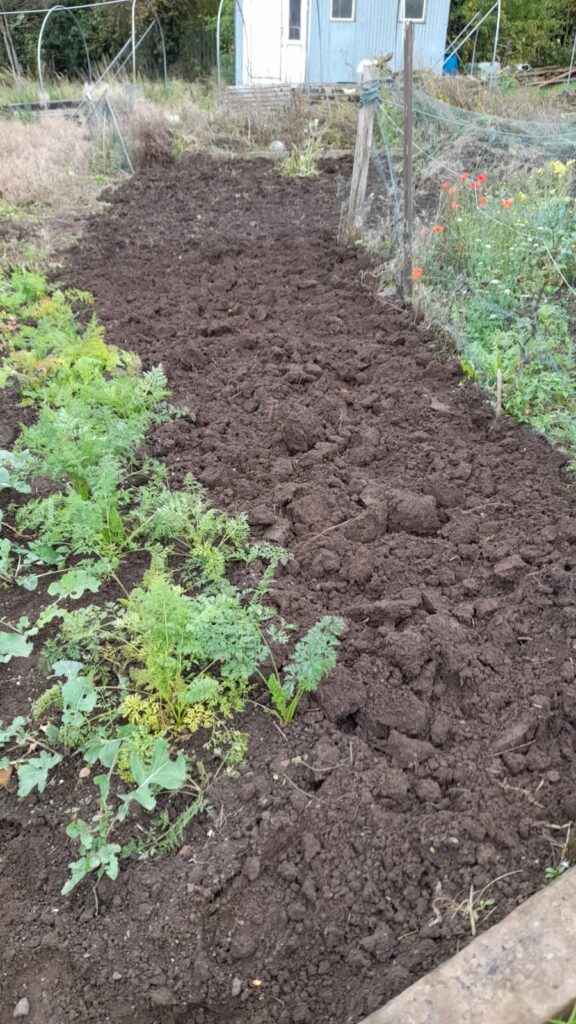 A row of green plants, likely vegetable seedlings, growing beside a freshly dug allotment bed.