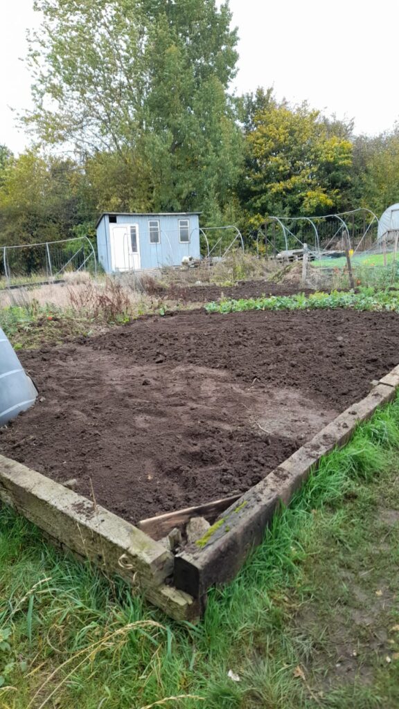 Photo of freshly dug soil on an allotment bed, with small green plants lining one side and a structure in the background.