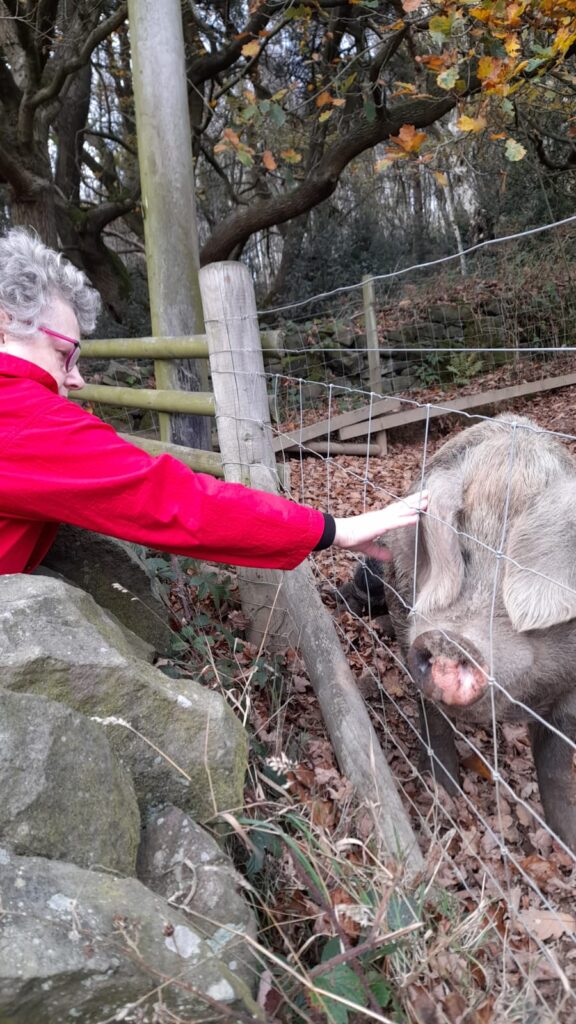 Woman petting a friendly pig through a fence – A woman reaching over a wooden fence to pet a friendly pig in a woodland area, with autumn leaves scattered around.