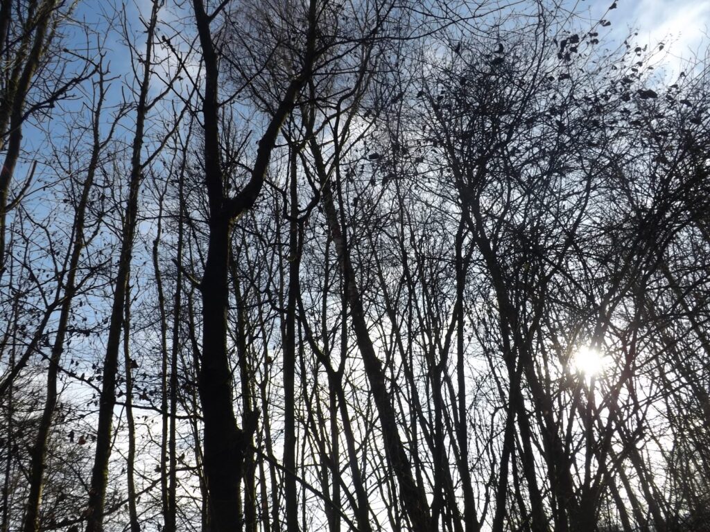 A view of leafless trees with the bright winter sun peeking through the branches and a clear blue sky in the background.