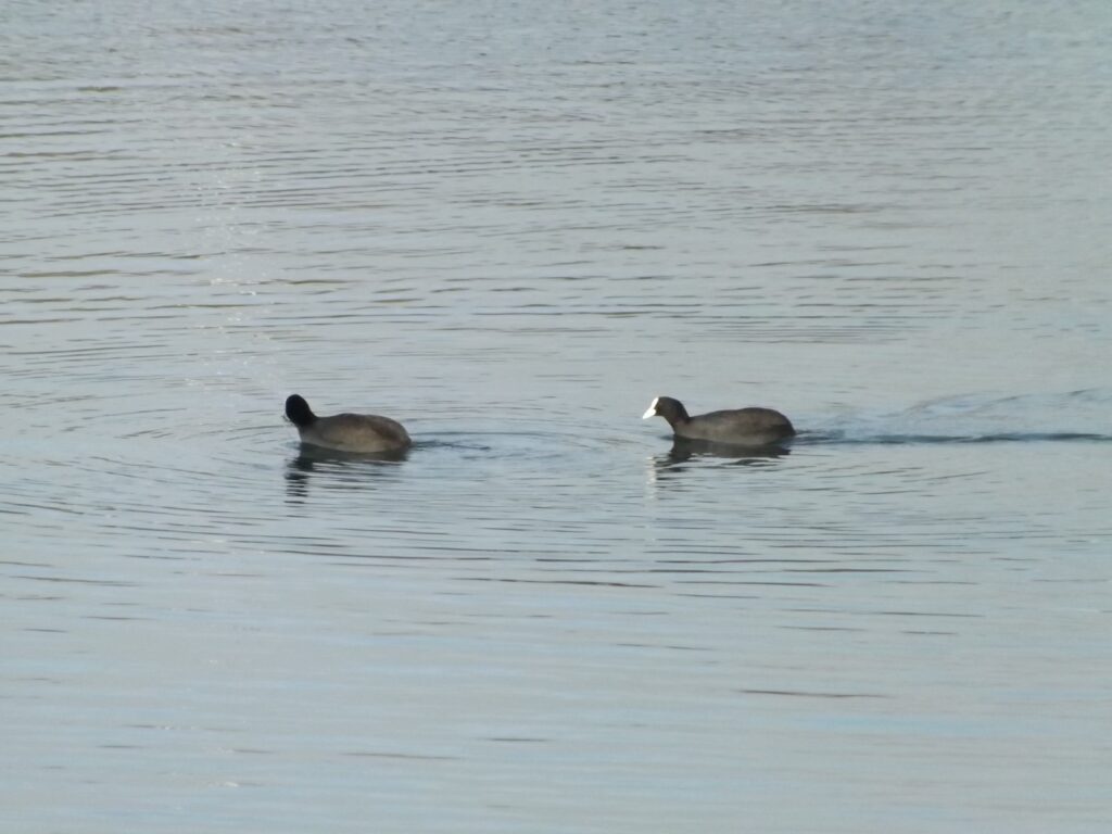 Two dark-coloured birds (likely coots) swimming peacefully on the calm surface of Carsington Water, with soft ripples around them.