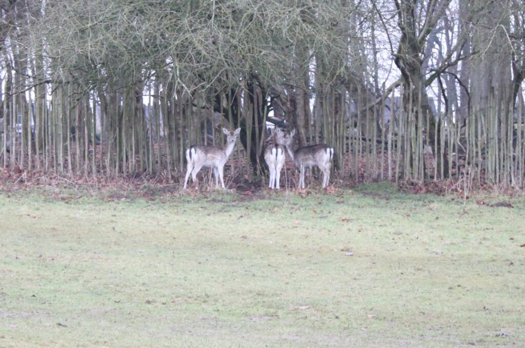 Three fallow deer standing near a wooden fence at the edge of a field, partially hidden by the bare branches of the trees behind them.