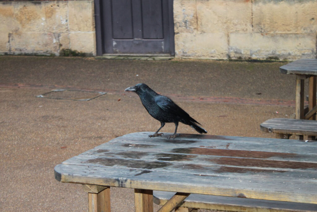 A black crow perched on a wooden picnic table outside a stone building, looking to the side with its feathers glistening in the daylight.