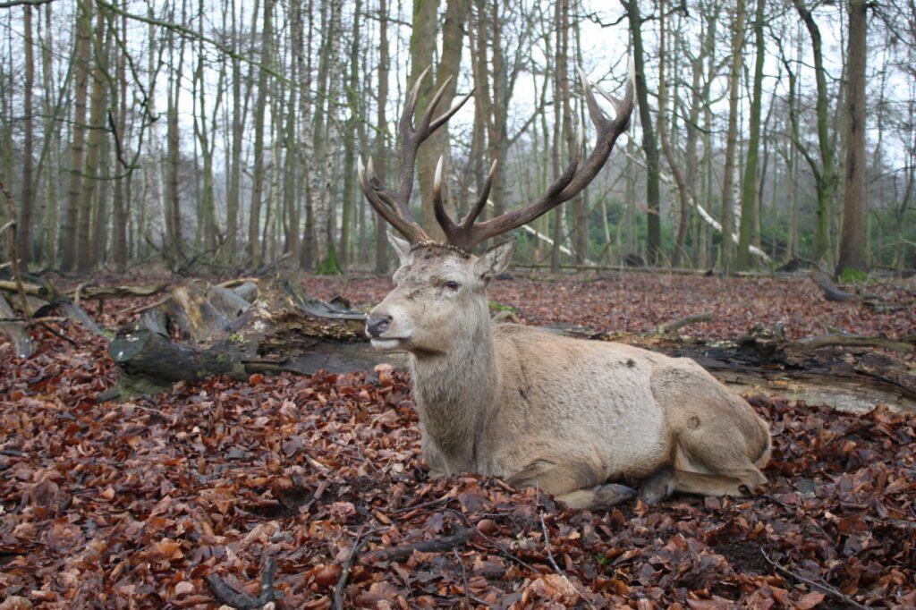 A red deer stag resting on a bed of fallen leaves in a woodland area of Wollaton Park, its large antlers standing tall against the backdrop of bare trees.