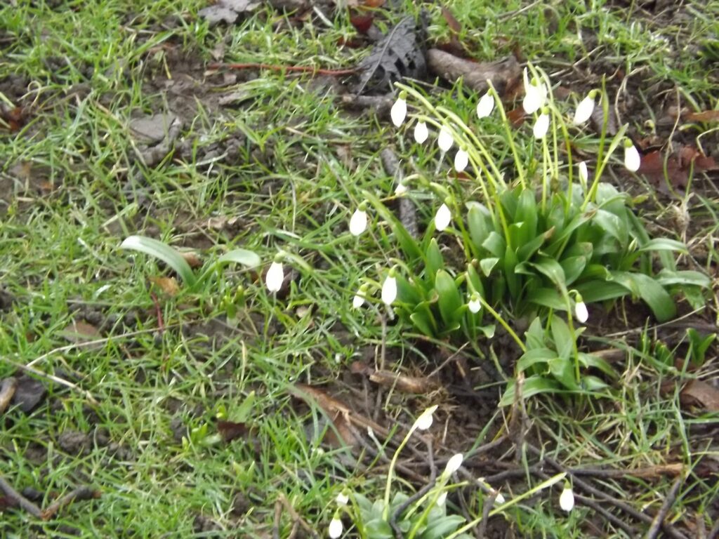 A close-up of snowdrop flowers emerging from the damp grass, signaling early signs of spring.