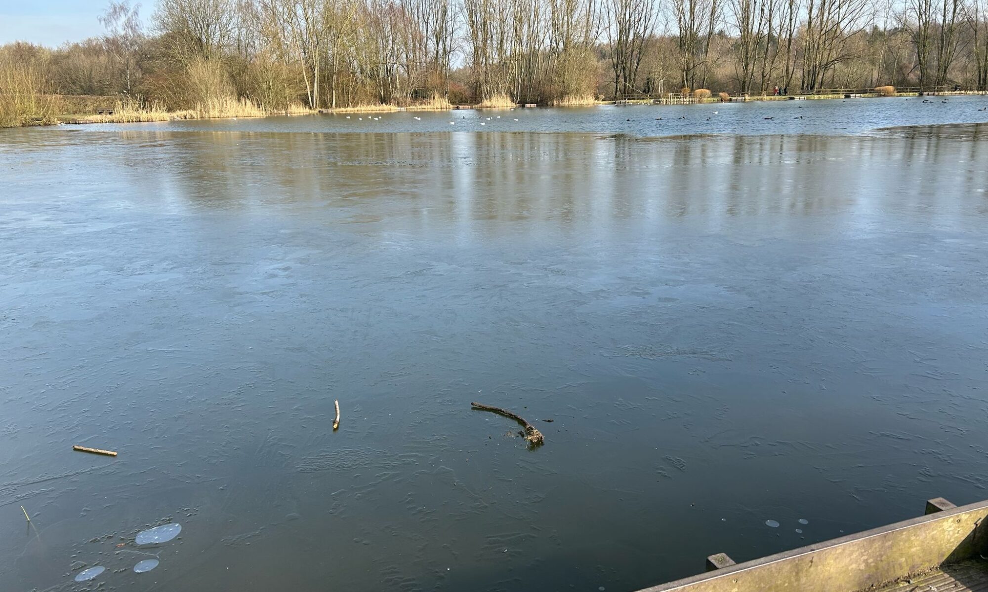 A large, partially frozen lake reflecting the winter sky, surrounded by bare trees, with ducks floating on the unfrozen water in the distance.