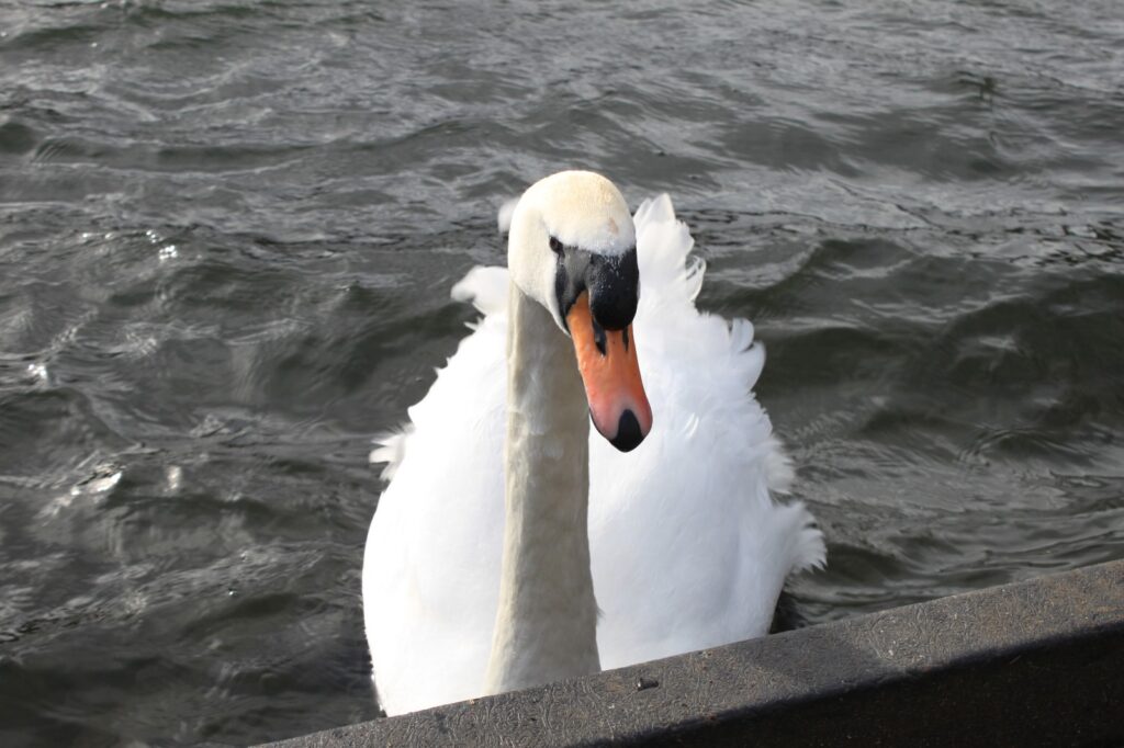 A close-up of a white swan with a black and orange beak floating on dark rippling water. The swan gazes directly at the camera.