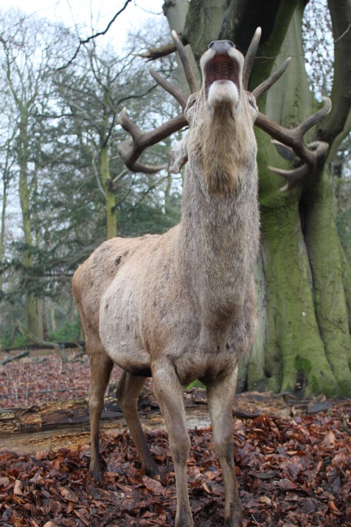 A red deer stag standing on a bed of leaves, lifting its head and roaring, with twisted tree branches in the background.