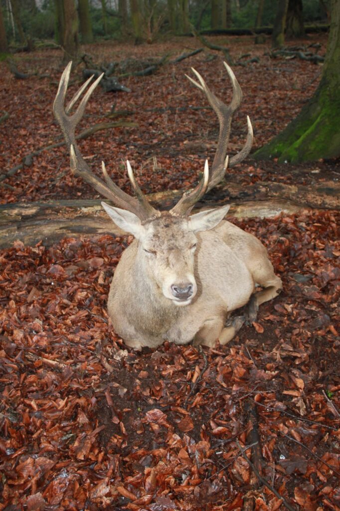 A red deer stag resting among fallen leaves in the woodland of Wollaton Park, its large antlers standing prominently.