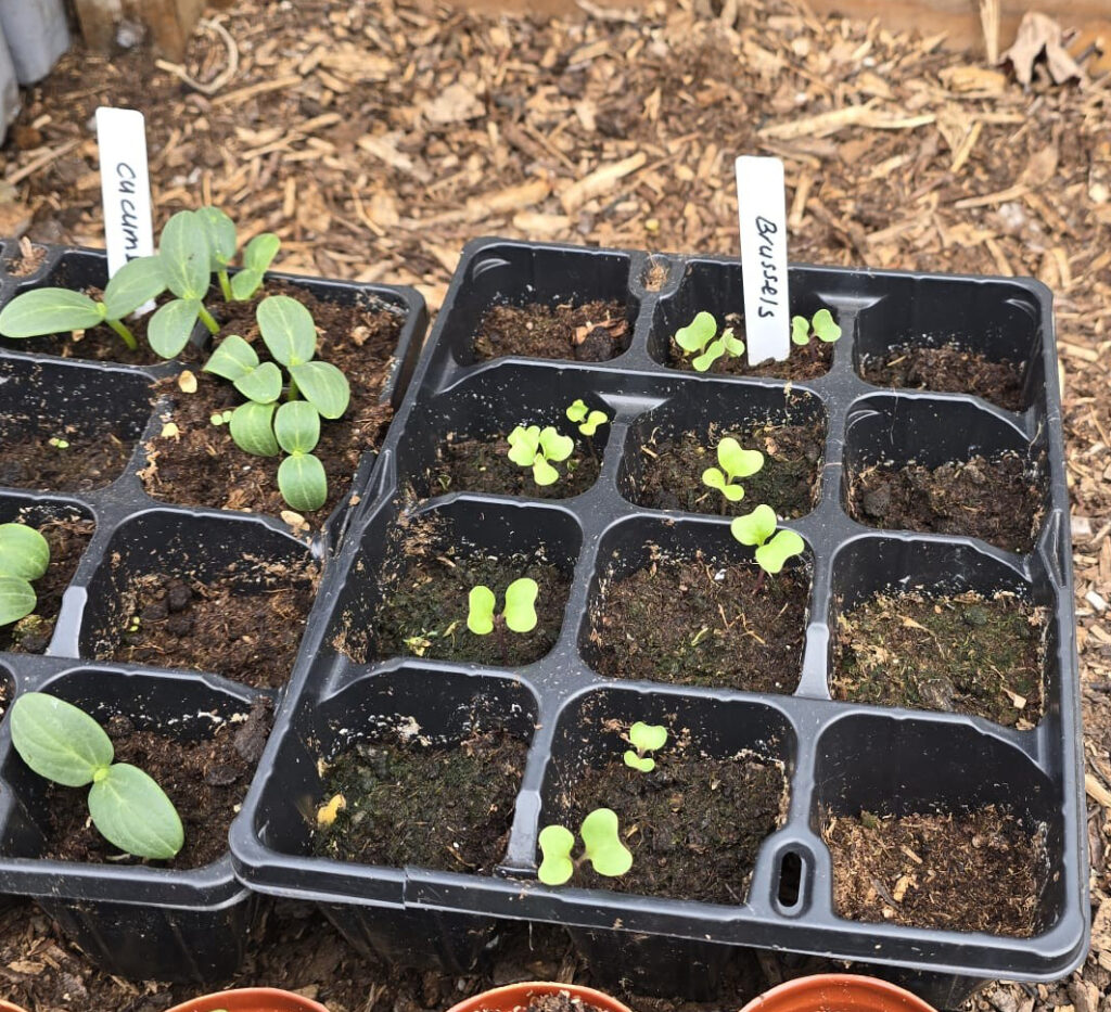Close up of Brussels seedlings