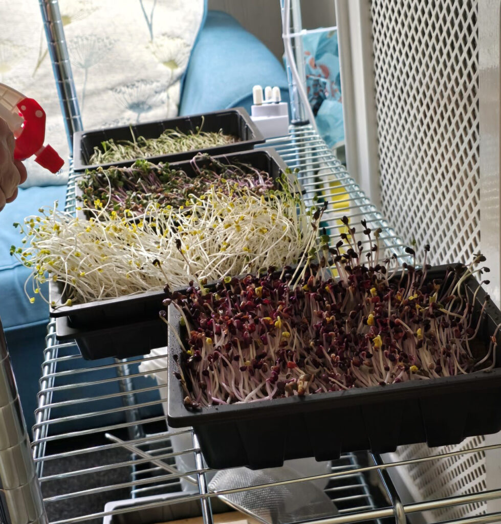 A number of seedlings in 3 trays